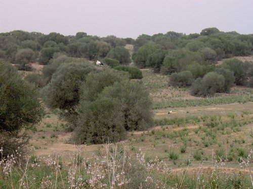 Caada de los Pjaros - Sevilla - Foto 72