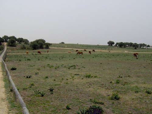 Caada de los Pjaros - Sevilla - Foto 83
