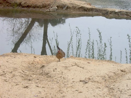 Caada de los Pjaros - Sevilla - Foto 124