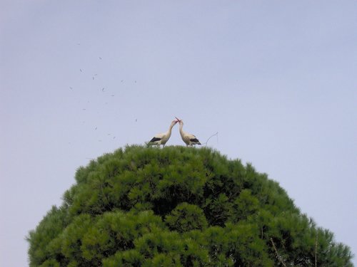 Caada de los Pjaros - Sevilla - Foto 157