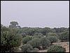 Colonia y Unidad en la Cañada de los Pájaros - Puebla del Río (Sevilla) 19 y 20 - marzo - 2005