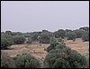 Colonia y Unidad en la Cañada de los Pájaros - Puebla del Río (Sevilla) 19 y 20 - marzo - 2005