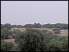 Colonia y Unidad en la Cañada de los Pájaros - Puebla del Río (Sevilla) 19 y 20 - marzo - 2005