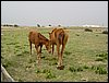 Colonia y Unidad en la Cañada de los Pájaros - Puebla del Río (Sevilla) 19 y 20 - marzo - 2005