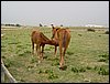 Colonia y Unidad en la Cañada de los Pájaros - Puebla del Río (Sevilla) 19 y 20 - marzo - 2005