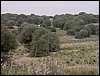 Colonia y Unidad en la Cañada de los Pájaros - Puebla del Río (Sevilla) 19 y 20 - marzo - 2005