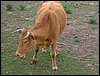 Colonia y Unidad en la Cañada de los Pájaros - Puebla del Río (Sevilla) 19 y 20 - marzo - 2005