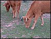 Colonia y Unidad en la Cañada de los Pájaros - Puebla del Río (Sevilla) 19 y 20 - marzo - 2005