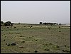Colonia y Unidad en la Cañada de los Pájaros - Puebla del Río (Sevilla) 19 y 20 - marzo - 2005
