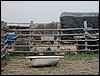 Colonia y Unidad en la Cañada de los Pájaros - Puebla del Río (Sevilla) 19 y 20 - marzo - 2005