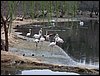 Colonia y Unidad en la Cañada de los Pájaros - Puebla del Río (Sevilla) 19 y 20 - marzo - 2005