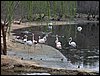 Colonia y Unidad en la Cañada de los Pájaros - Puebla del Río (Sevilla) 19 y 20 - marzo - 2005