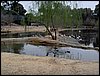 Colonia y Unidad en la Cañada de los Pájaros - Puebla del Río (Sevilla) 19 y 20 - marzo - 2005