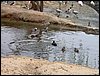 Colonia y Unidad en la Cañada de los Pájaros - Puebla del Río (Sevilla) 19 y 20 - marzo - 2005