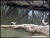 Colonia y Unidad en la Cañada de los Pájaros - Puebla del Río (Sevilla) 19 y 20 - marzo - 2005