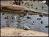 Colonia y Unidad en la Cañada de los Pájaros - Puebla del Río (Sevilla) 19 y 20 - marzo - 2005