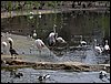 Colonia y Unidad en la Cañada de los Pájaros - Puebla del Río (Sevilla) 19 y 20 - marzo - 2005