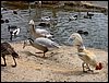 Colonia y Unidad en la Cañada de los Pájaros - Puebla del Río (Sevilla) 19 y 20 - marzo - 2005