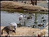 Colonia y Unidad en la Cañada de los Pájaros - Puebla del Río (Sevilla) 19 y 20 - marzo - 2005