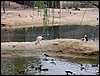 Colonia y Unidad en la Cañada de los Pájaros - Puebla del Río (Sevilla) 19 y 20 - marzo - 2005