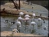 Colonia y Unidad en la Cañada de los Pájaros - Puebla del Río (Sevilla) 19 y 20 - marzo - 2005