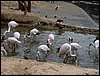Colonia y Unidad en la Cañada de los Pájaros - Puebla del Río (Sevilla) 19 y 20 - marzo - 2005