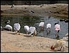 Colonia y Unidad en la Cañada de los Pájaros - Puebla del Río (Sevilla) 19 y 20 - marzo - 2005