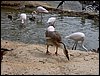 Colonia y Unidad en la Cañada de los Pájaros - Puebla del Río (Sevilla) 19 y 20 - marzo - 2005