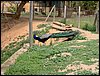 Colonia y Unidad en la Cañada de los Pájaros - Puebla del Río (Sevilla) 19 y 20 - marzo - 2005