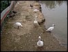 Colonia y Unidad en la Cañada de los Pájaros - Puebla del Río (Sevilla) 19 y 20 - marzo - 2005