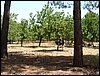 Campamento de verano 2005 en el Robledal - Del 1 al 14 de agosto de 2005