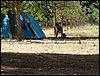 Campamento de verano 2005 en el Robledal - Del 1 al 14 de agosto de 2005