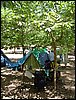 Campamento de verano 2005 en el Robledal - Del 1 al 14 de agosto de 2005