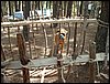 Campamento de verano 2005 en el Robledal - Del 1 al 14 de agosto de 2005