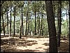 Campamento de verano 2005 en el Robledal - Del 1 al 14 de agosto de 2005