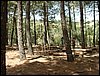 Campamento de verano 2005 en el Robledal - Del 1 al 14 de agosto de 2005