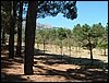 Campamento de verano 2005 en el Robledal - Del 1 al 14 de agosto de 2005