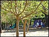 Campamento de verano 2005 en el Robledal - Del 1 al 14 de agosto de 2005